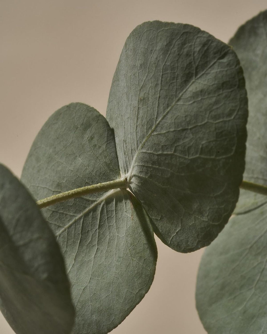 Pourquoi l’eucalyptus est devenu l’un des alliés bien-être les plus puissants du quotidien - More Than Air